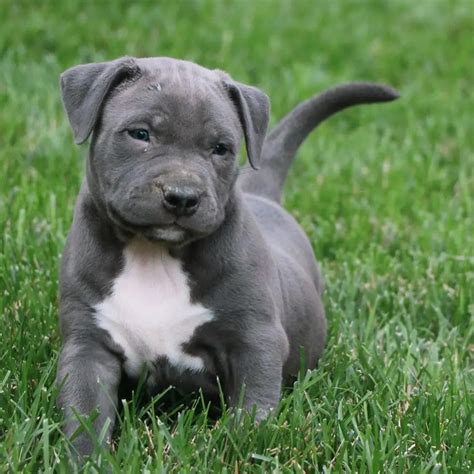 Blue nose pit puppy - Thinking of adopting a blue nose pitbull? Learn more about this color variation of the pitbull, including puppy prices, breed facts & more!